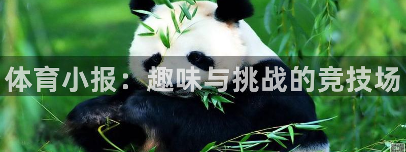 体育小报：趣味与挑战的竞技场
