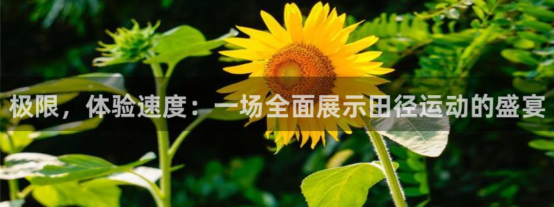 极限，体验速度：一场全面展示田径运动的盛宴